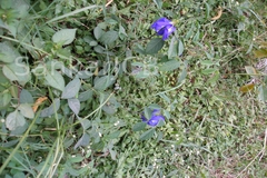 Clitoria ternatea